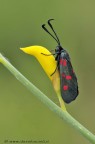 ZYGAENA PUNCTUM