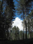 Giganti della Natura Giganti della Natura