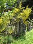 Pietosa Primavera Pietosa Primavera
