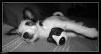 Doppio Jack Russel 2 Doppio Jack Russel 2