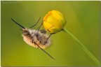 Bombylius major