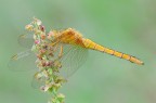 Orthetrum coerulescens Orthetrum coerulescens