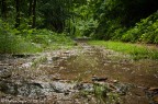Nel bosco sotto la pioggia Nel bosco sotto la pioggia
