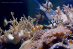 aquarium aquarium