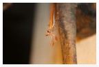 Mantide religiosa