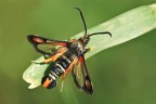 Pyropteron chrysidiformis Pyropteron chrysidiformis
