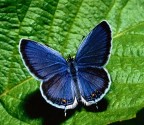 MARIPOSA..POSA PER ME! MARIPOSA..POSA PER ME!