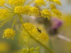 formichina in giallo formichina in giallo