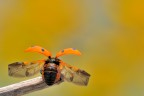 Coccinella Coccinella