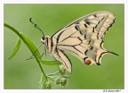 Dettaglio Dettaglio