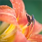 150 mm; 1/125 s; f/3.8; ISO 160

Commenti e critiche sempre ben accetti