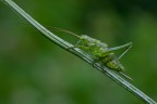Tettigonia viridissima (femmina)