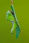 Bruco di Cerura vinula Bruco di Cerura vinula