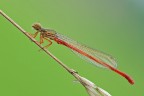 Ceriagrion tenellum Ceriagrion tenellum