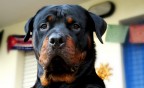 koba il magnifico... koba il magnifico...