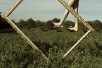 Orthogonal Orthogonal