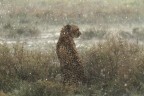 heavy rain heavy rain