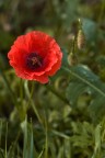 ISO 100 f/3,5 75mm ISO 100 f/3,5 75mm
