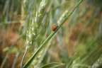 salitona salitona