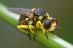 Conopide Conopide