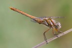 Dragonflies... Dragonflies...
