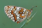 Melitaea spec. Melitaea spec.