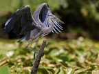 Airone Cenerino (Ardea cinerea) Airone Cenerino (Ardea cinerea)
