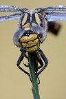 Primo piano di Onychogomphus uncatus Primo piano di Onychogomphus uncatus