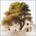 Bonsai ? Bonsai ?