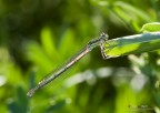 Platycnemis pinnipes