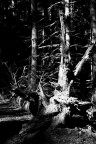 Natura morta Natura morta