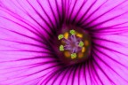 Fiore Fiore