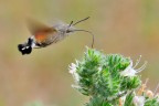 Macroglossa stellatarum Macroglossa stellatarum
