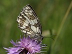 Butterfly... Butterfly...