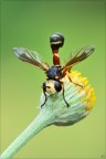 physocephala vittata physocephala vittata