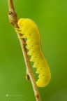 Hymenoptero Tenthredinidae Hymenoptero Tenthredinidae