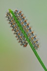 Melitaea didyma Melitaea didyma