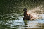 Il brutto anatroccolo Il brutto anatroccolo