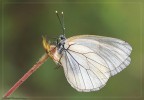 Aporia Aporia