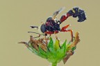 Physocephala sp. Physocephala sp.