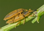 Lixus iridis Lixus iridis