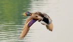 Duke Duck Duke Duck