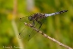 Orthetrum cancellatum (maschio)