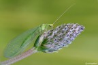 Chrysopa Chrysopa