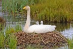 cigni selvatici(Iceland)