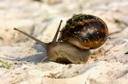 lumaca lumaca