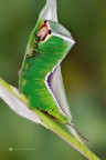 Cerura vinula Cerura vinula