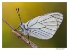 Aporia crataegi Aporia crataegi
