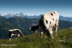Mucche al pascolo Mucche al pascolo