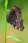Nymphalis polychloros Nymphalis polychloros
